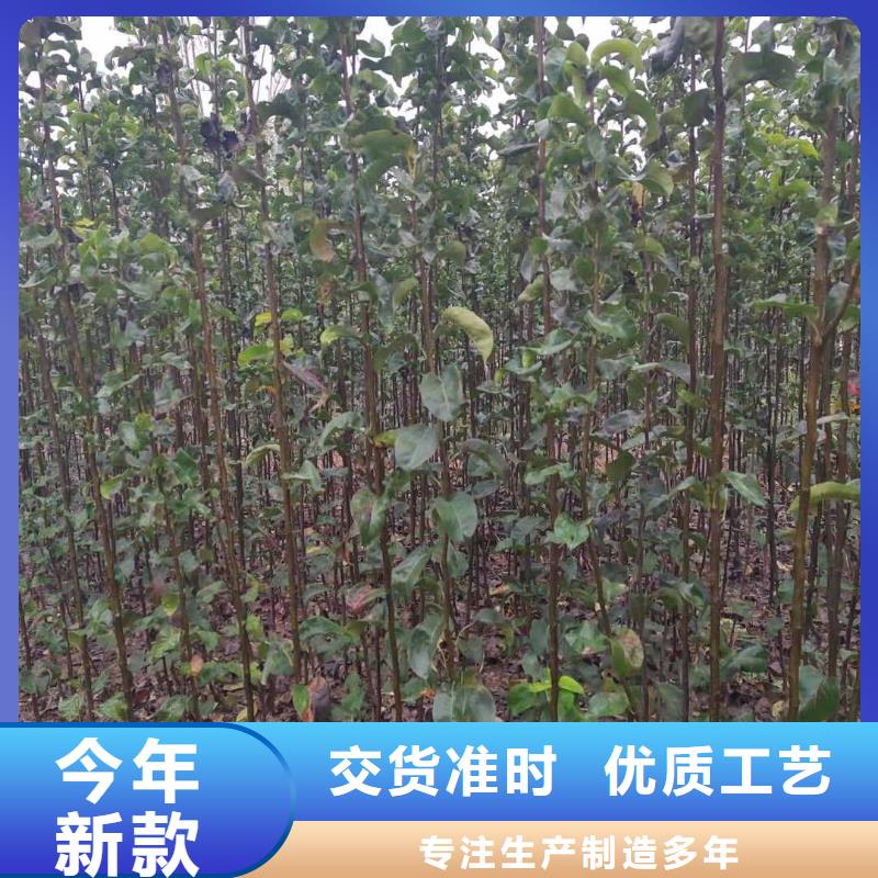 梨杜梨苗诚信经营现货现发