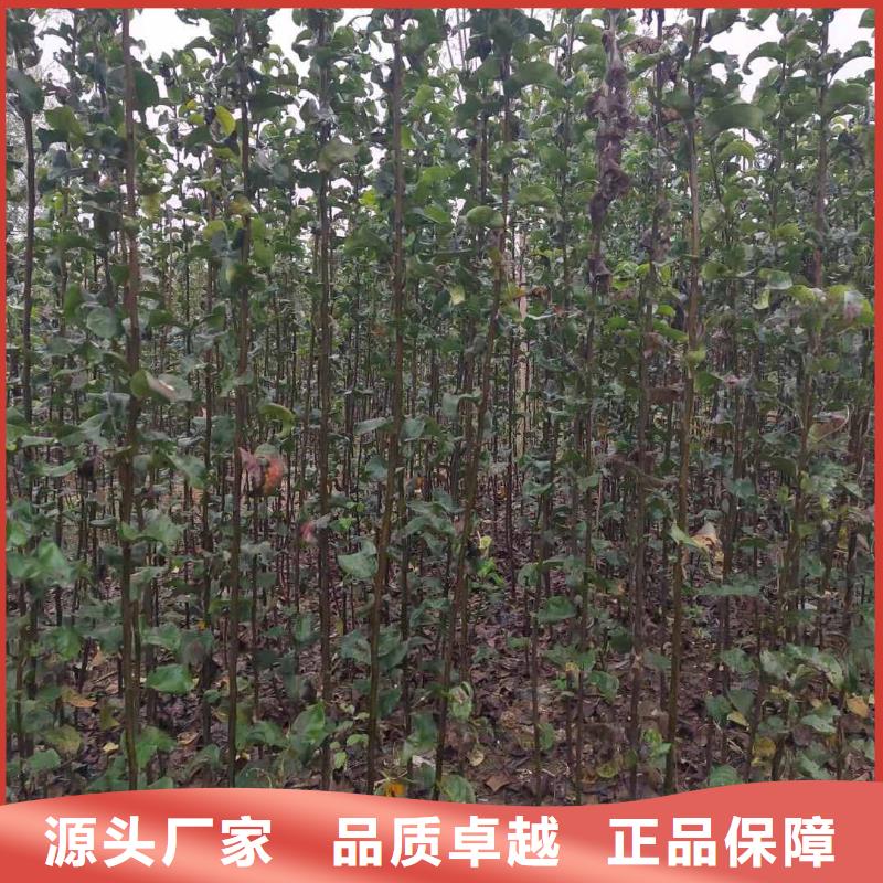 梨秋月梨树苗好货有保障
