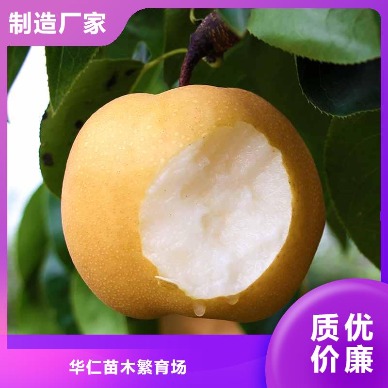 梨奥红一号梨苗诚信可靠