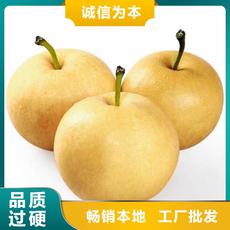 【梨】杜梨苗好产品好服务
