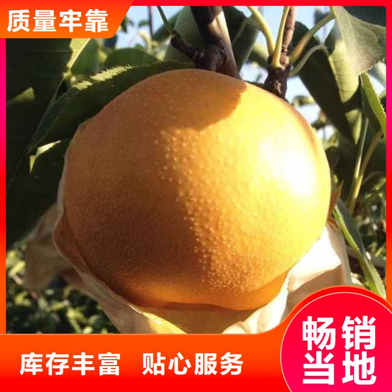 十四号桃树苗视频-十四号桃树苗_湖南省岳阳市市场覆盖君山|临湘|郴州|益阳|衡阳|湘潭|株洲等