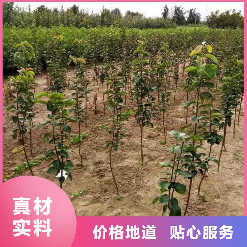 十四号桃树苗视频-十四号桃树苗_湖南省岳阳市市场覆盖君山|临湘|郴州|益阳|衡阳|湘潭|株洲等