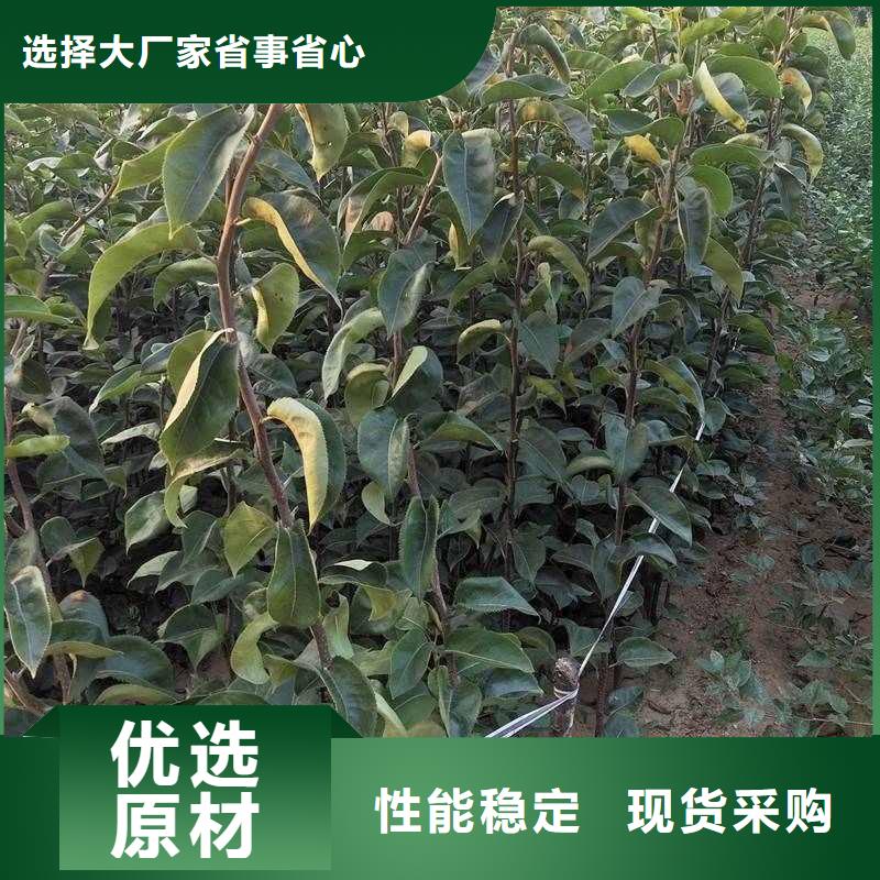 梨-海棠苗欢迎来电询价