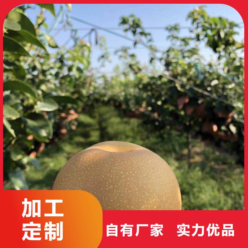 梨秋月梨树苗诚信经营