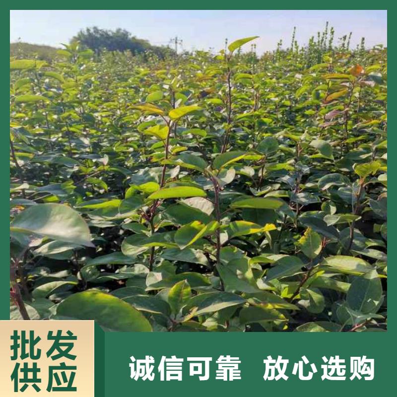 【梨】杜梨苗好产品好服务