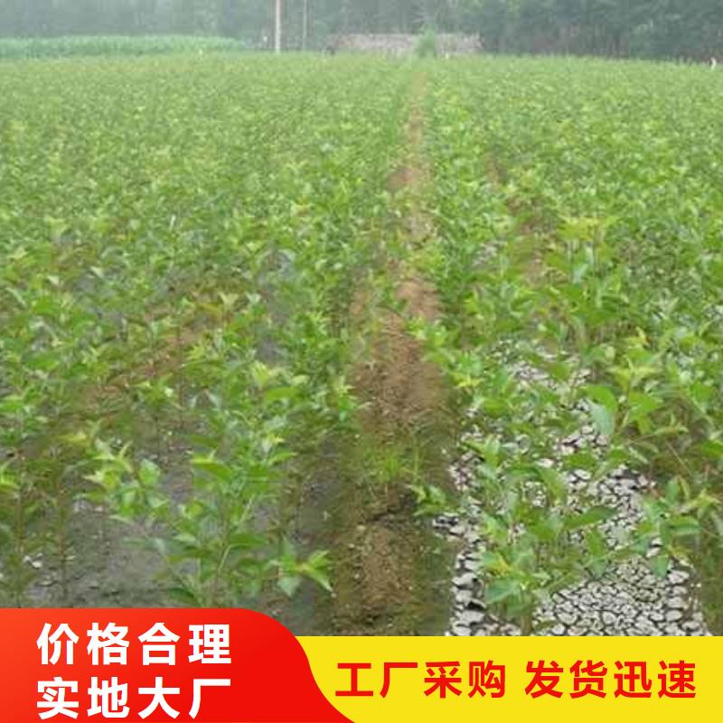 梨红香酥梨树苗出厂严格质检