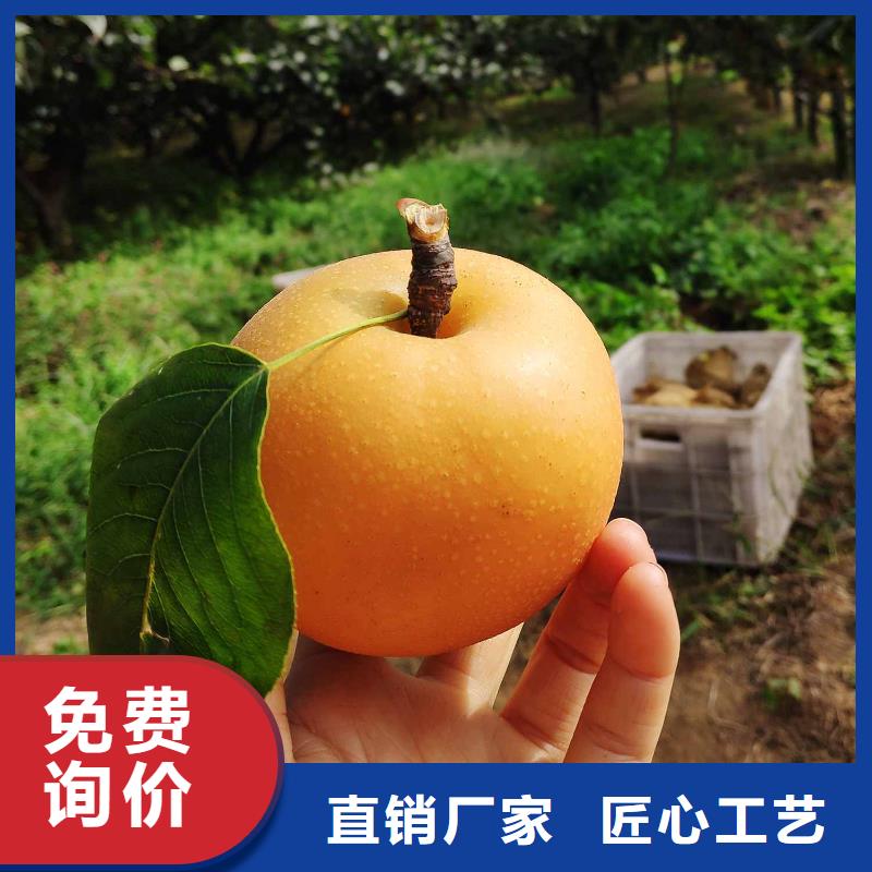 梨秋月梨树苗好货有保障