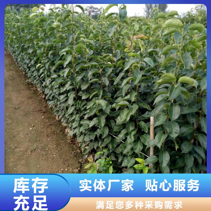 梨红香酥梨树苗出厂严格质检