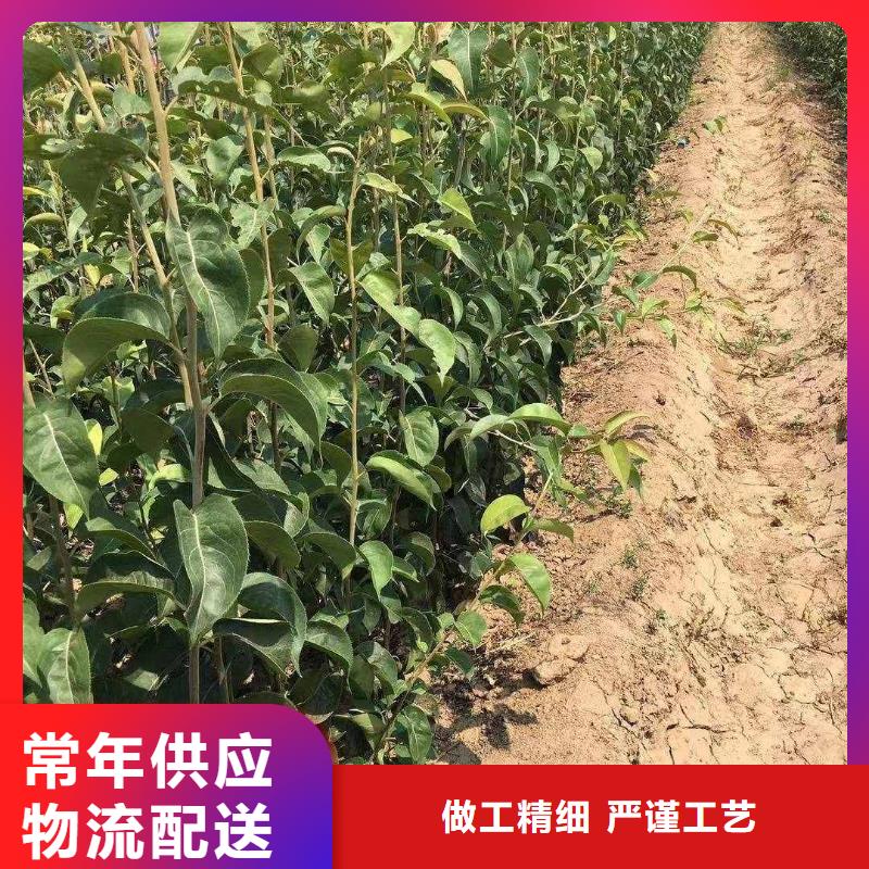 梨,山桃苗厂家直销供货稳定
