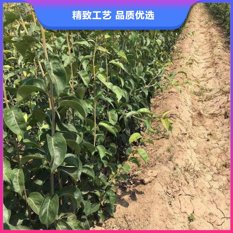 梨秋月梨树苗好货有保障