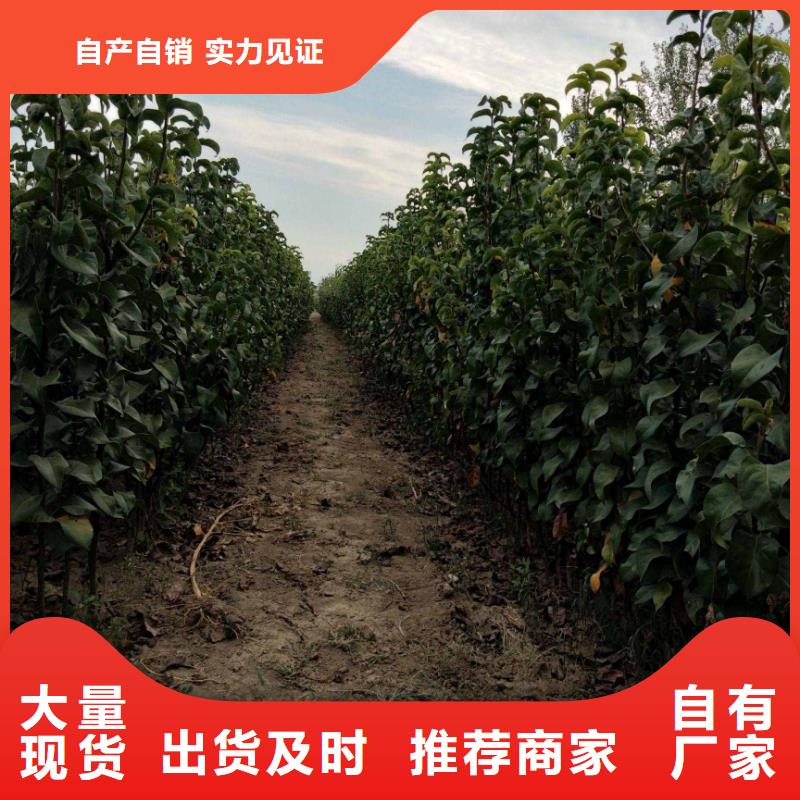 梨杜梨苗诚信经营现货现发