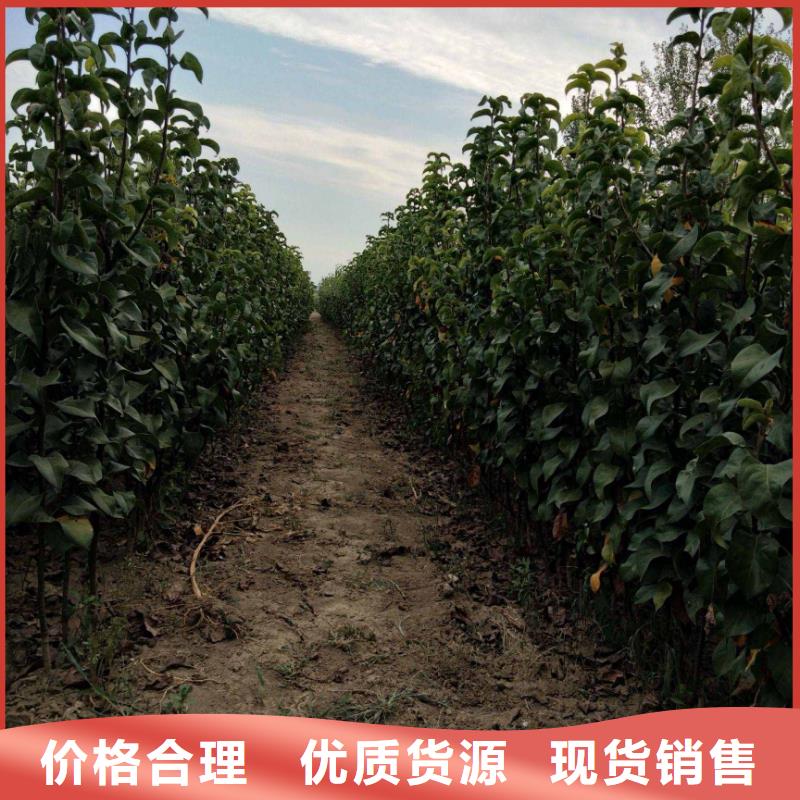 梨秋月梨树苗好货有保障