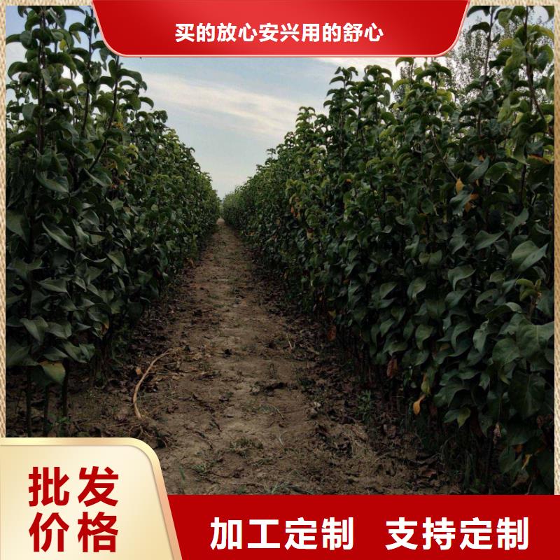 梨秋月梨树苗好货有保障