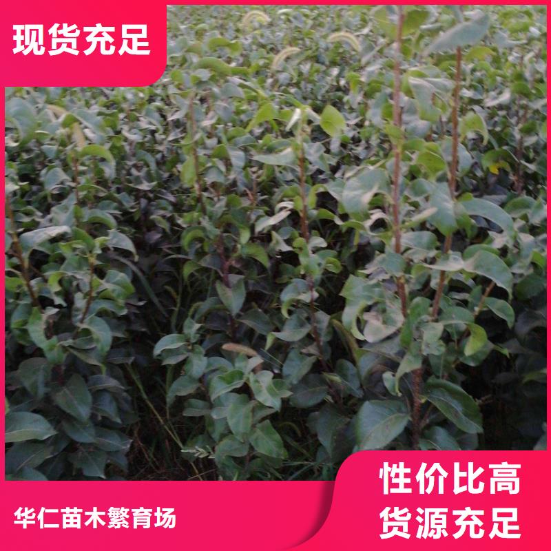 梨秋月梨树苗诚信经营
