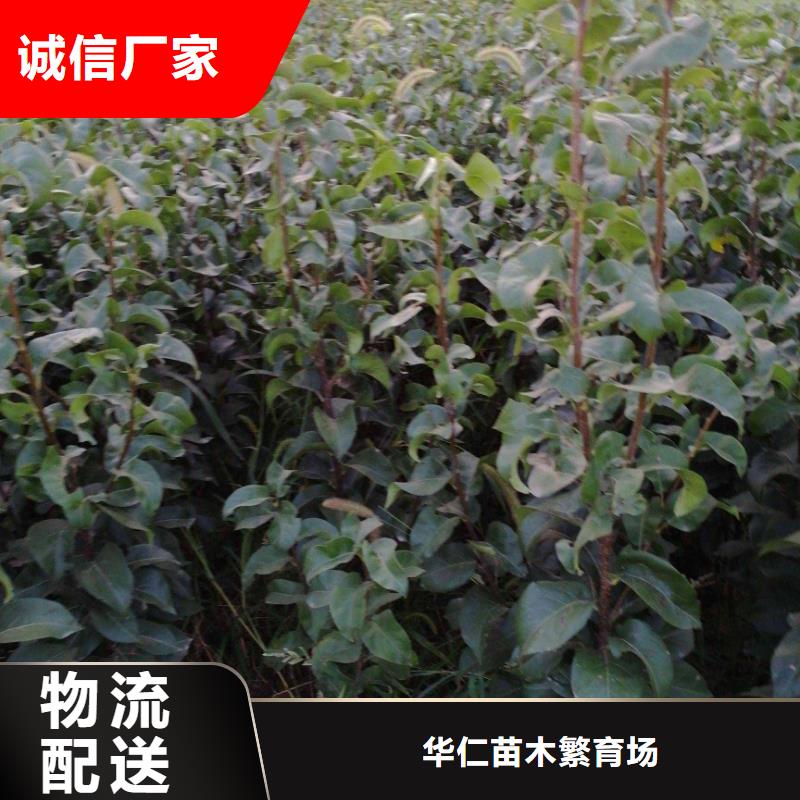 梨秋月梨树苗好货有保障