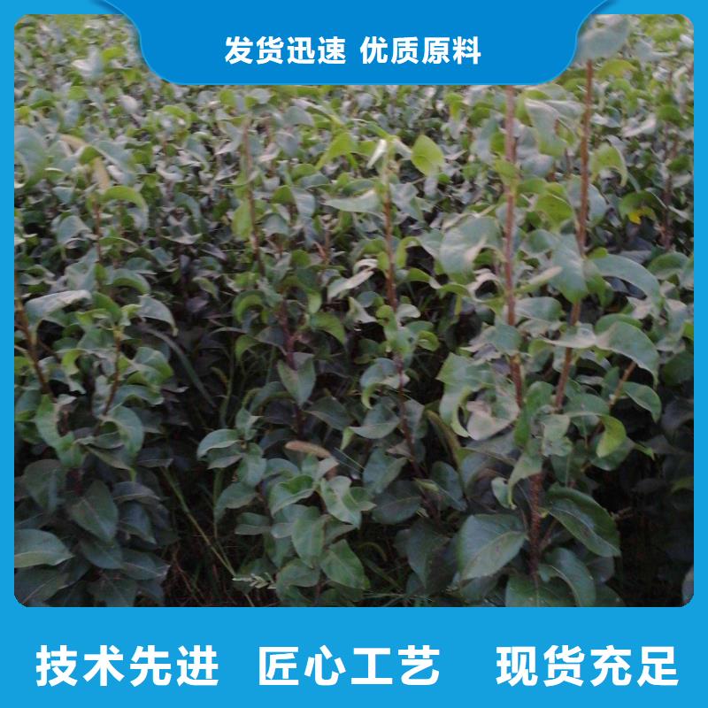 梨杜梨苗细节展示