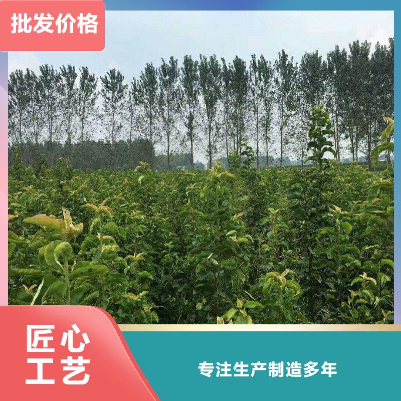 梨梨树苗基地生产型
