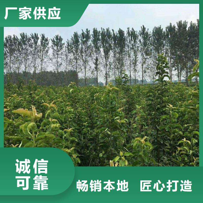 梨秋月梨树苗好货有保障