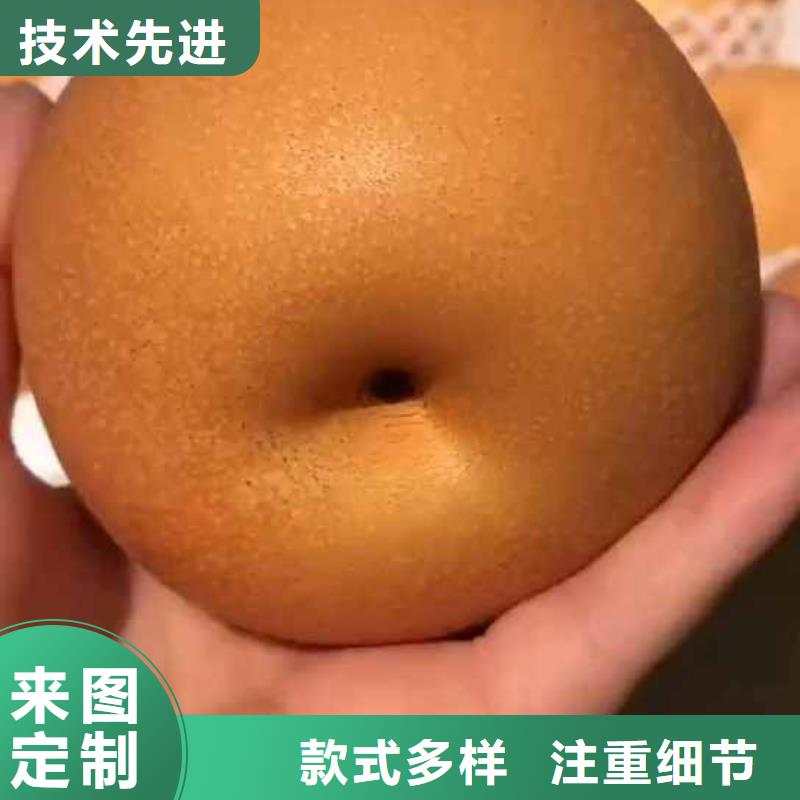 梨秋月梨树苗好货有保障