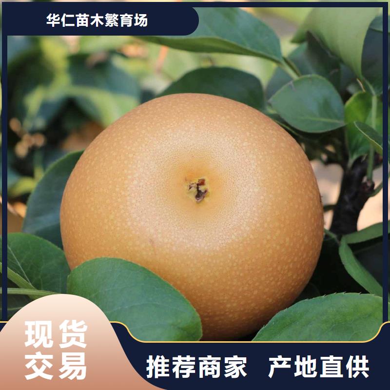梨秋月梨树苗好货有保障