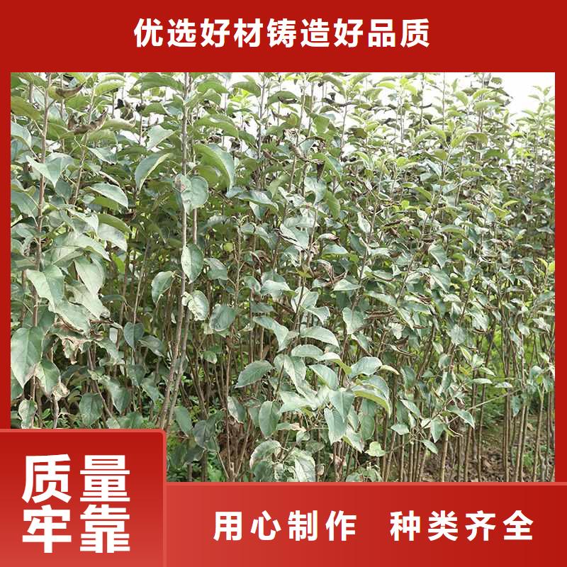 梨秋月梨树苗好货有保障