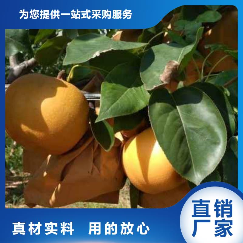 梨奥红一号梨苗诚信可靠