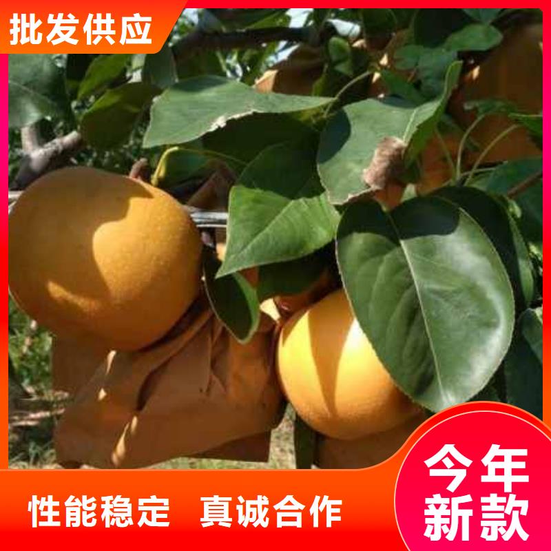 梨秋月梨树苗好货有保障