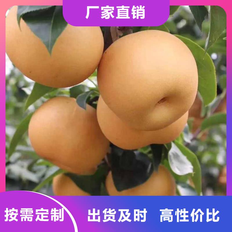 梨秋月梨树苗好货有保障
