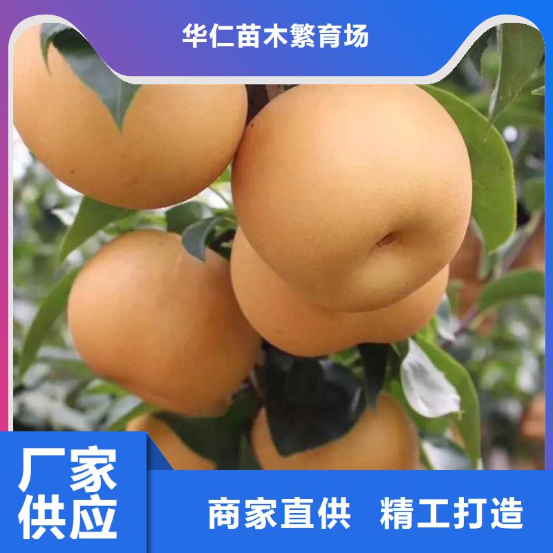 梨梨树苗基地生产型