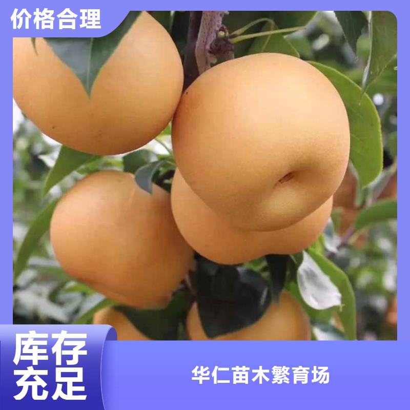 梨杜梨苗细节展示