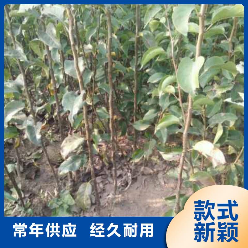 梨秋月梨树苗好货有保障