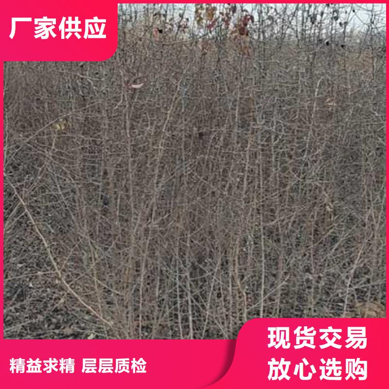 杜梨奥红一号梨苗厂家直销大量现货