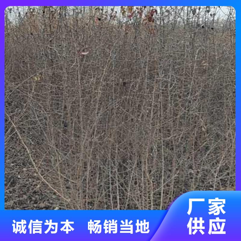 杜梨_梨树苗基地现货直发