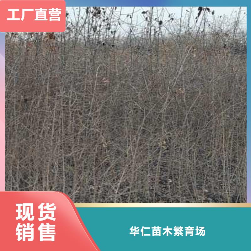 杜梨红香酥梨树苗厂家直销