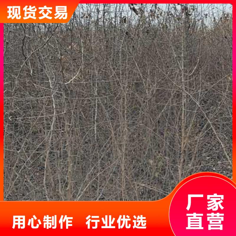 杜梨海棠苗标准工艺