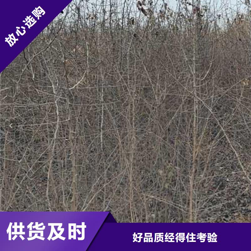 杜梨_皇冠梨树苗定制销售售后为一体