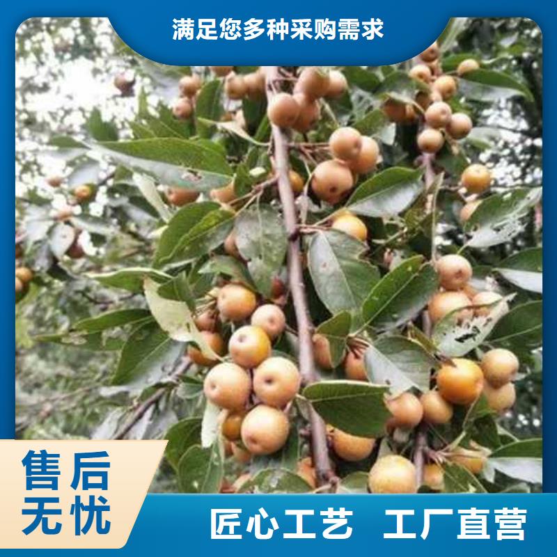 【杜梨】香酥梨树苗优选厂商