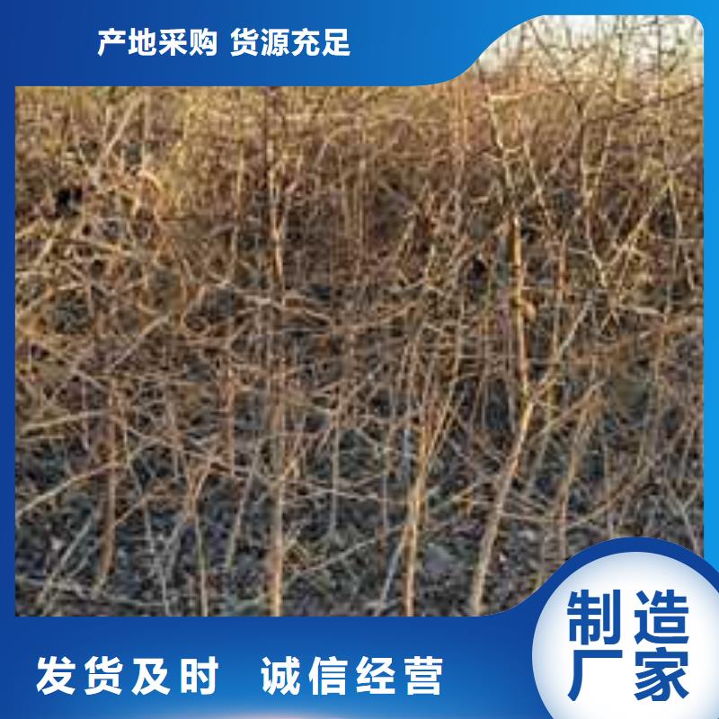 杜梨玉露香梨树苗制造厂家