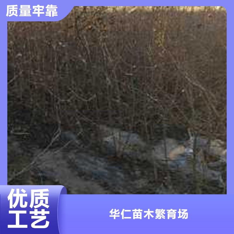 杜梨新梨7号梨树苗质量无忧