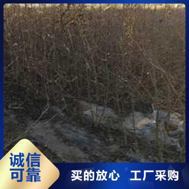 杜梨玉露香梨树苗制造厂家