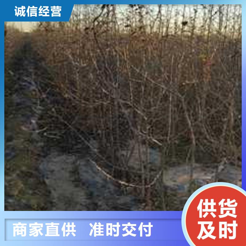 杜梨_梨树苗基地现货直发