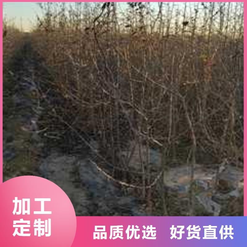 杜梨海棠苗标准工艺