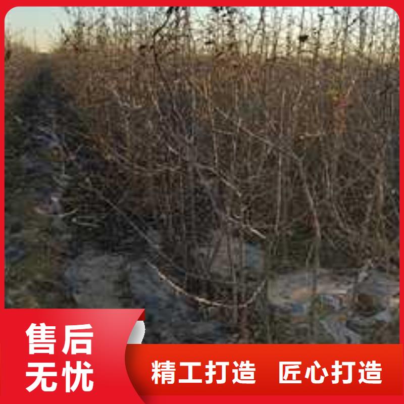 杜梨杜梨苗多行业适用
