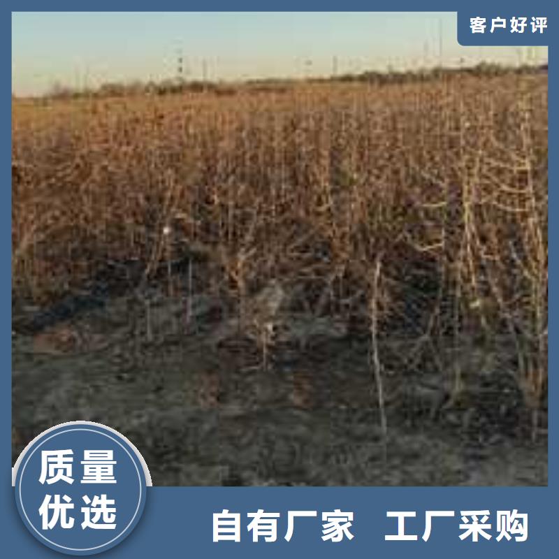 杜梨_皇冠梨树苗定制销售售后为一体