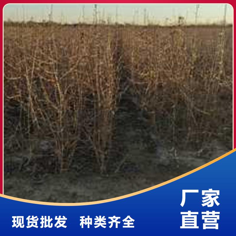 杜梨红香酥梨树苗用心服务