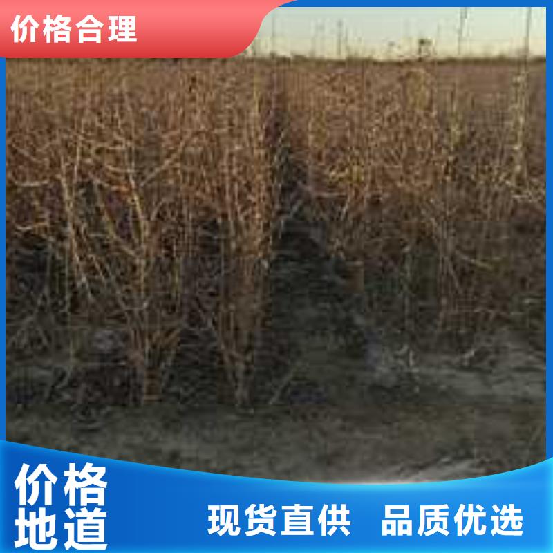 杜梨_皇冠梨树苗定制销售售后为一体
