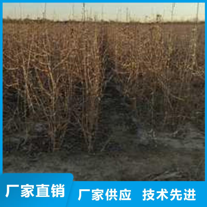 杜梨奥红一号梨苗厂家直销大量现货