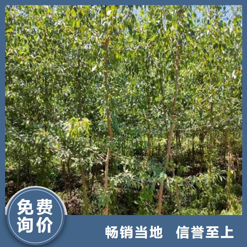 杜梨_梨树苗基地现货直发