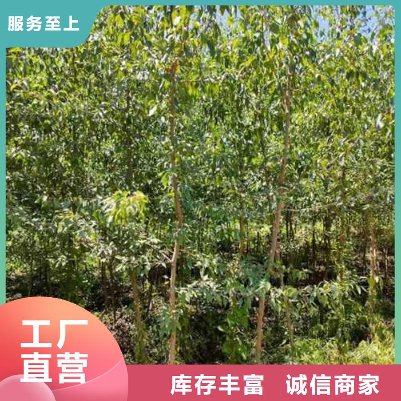 杜梨海棠苗标准工艺