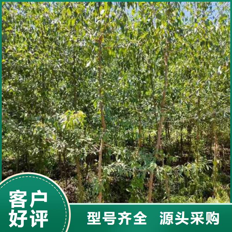 杜梨毛桃苗优质原料